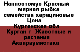 Нанностомус Красный - мирная рыбка семейства харациновые.  › Цена ­ 100 - Курганская обл., Курган г. Животные и растения » Аквариумистика   